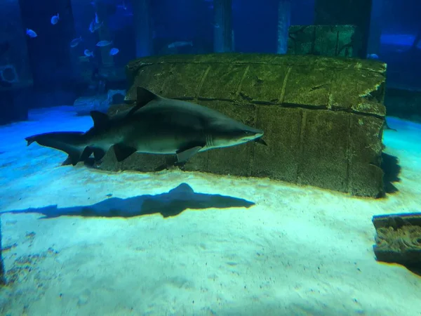 水族館で大きなサメ — ストック写真