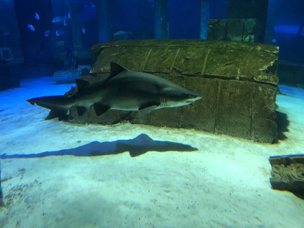 水族館で大きなサメ — ストック写真