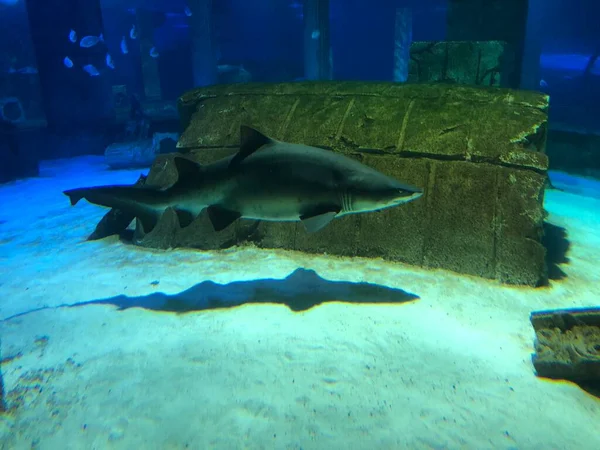 在水族馆的大鲨鱼 — 图库照片