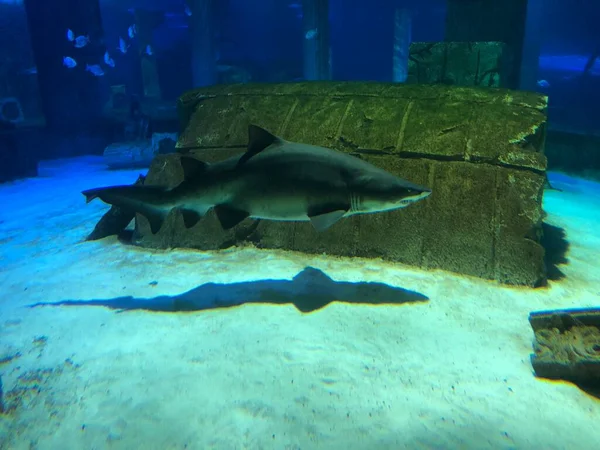 水族館で大きなサメ — ストック写真