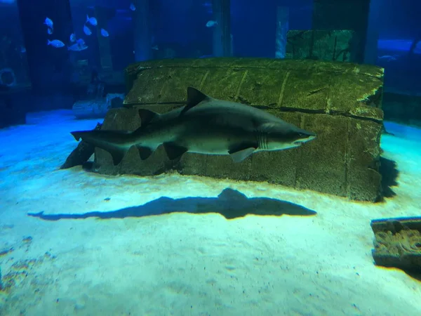 水族館で大きなサメ — ストック写真