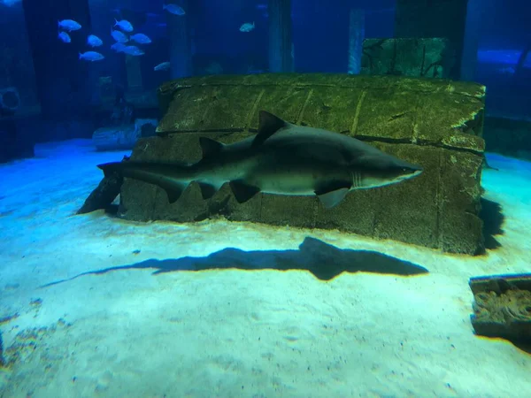 Tiburón Grande Acuario — Foto de Stock