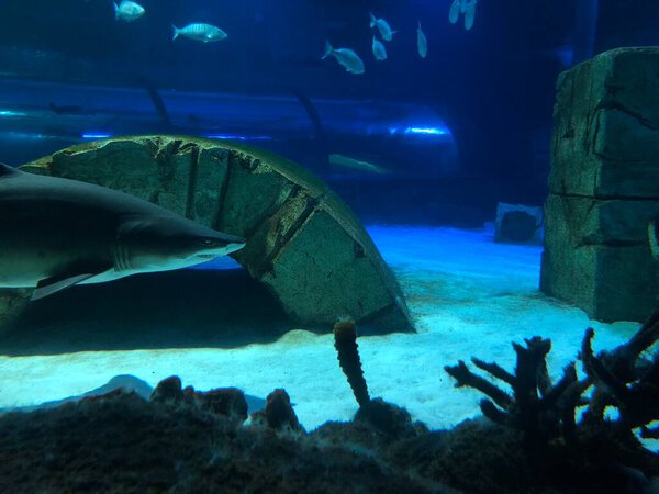 Big shark in aquarium.