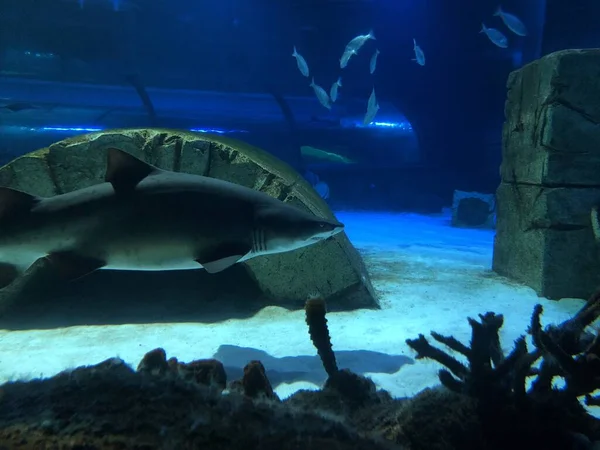 Velký Žralok Akváriu — Stock fotografie