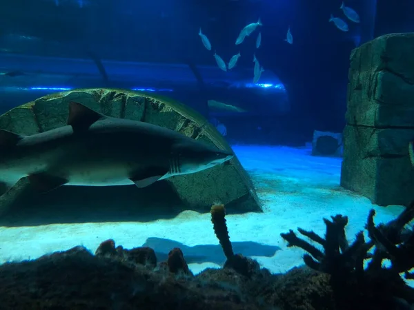 Grote Haai Aquarium — Stockfoto