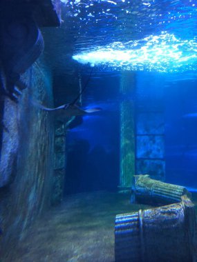 Manta vatozu Suyun altında