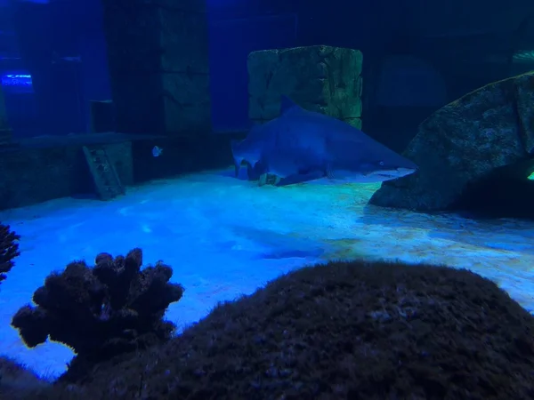 Akvaryum Büyük Köpekbalığı — Stok fotoğraf