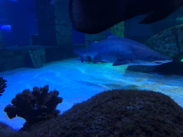 Tiburón Grande Acuario —  Fotos de Stock