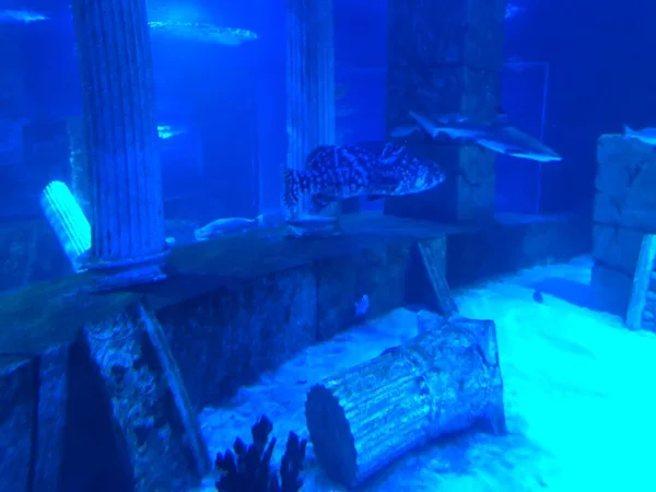 Nagy Cápa Akváriumban — Stock Fotó