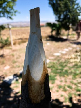 Doğada el yapımı ahşap mızrak.