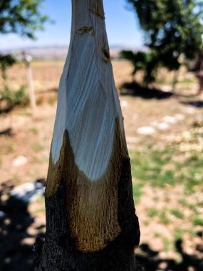 Doğada el yapımı ahşap mızrak.