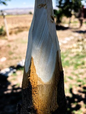 Doğada el yapımı ahşap mızrak.