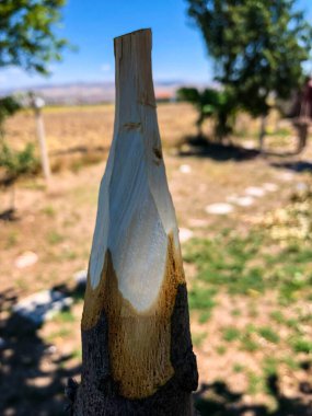 Doğada el yapımı ahşap mızrak.