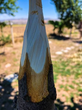 Doğada el yapımı ahşap mızrak.