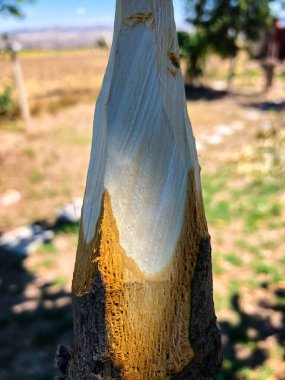 Doğada el yapımı ahşap mızrak.