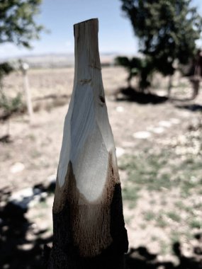 Doğada el yapımı ahşap mızrak.