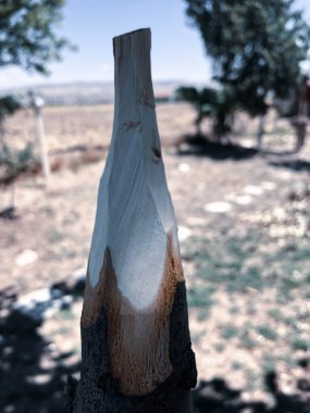 Doğada el yapımı ahşap mızrak.