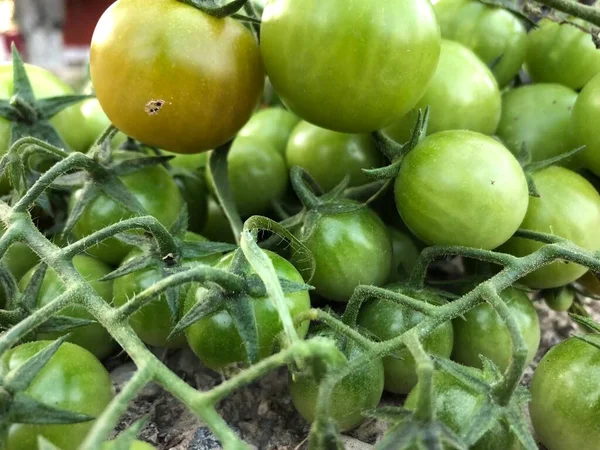 Fresh Colorful Cherry Tomatoes Raw Food Vegetable Concept Red Green — Φωτογραφία Αρχείου