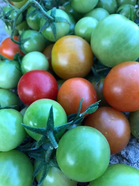 Свежие Разноцветные Помидоры Черри Сырая Пища Овощная Концепция Красные Зеленые — стоковое фото