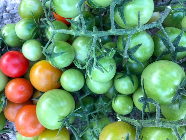 Fresh Colorful Cherry Tomatoes Raw Food Vegetable Concept Red Green — Stok fotoğraf