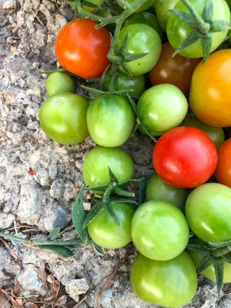 Taze Kiraz Domatesleri Çiğ Yiyecekler Sebze Konsepti Kırmızı Yeşil Kiraz — Stok fotoğraf