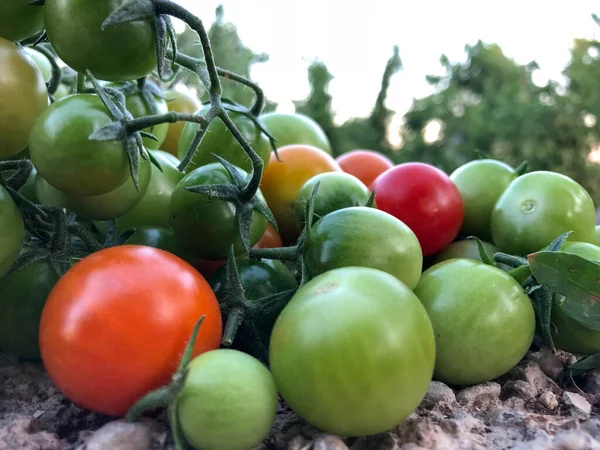 Verse Kleurrijke Kerstomaten Rauw Voedsel Groente Concept Rode Groene Kerstomaten — Stockfoto