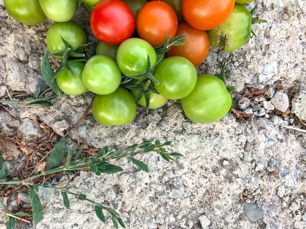 Fresh Colorful Cherry Tomatoes Raw Food Vegetable Concept Red Green — Stock Photo, Image