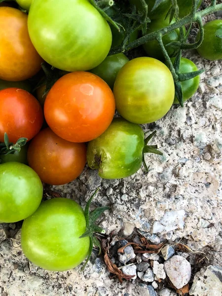 Fresh Colorful Cherry Tomatoes Raw Food Vegetable Concept Red Green — Fotografia de Stock