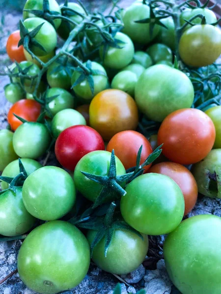 Fresh Colorful Cherry Tomatoes Raw Food Vegetable Concept Red Green — Stok fotoğraf