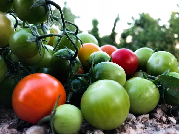 Tomat Ceri Warna Warni Segar Konsep Makanan Mentah Dan Sayuran — Stok Foto