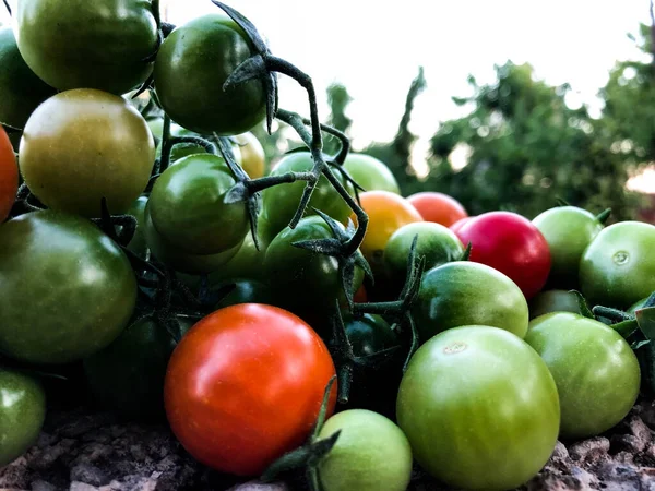 Fresh Colorful Cherry Tomatoes Raw Food Vegetable Concept Red Green — Stok fotoğraf