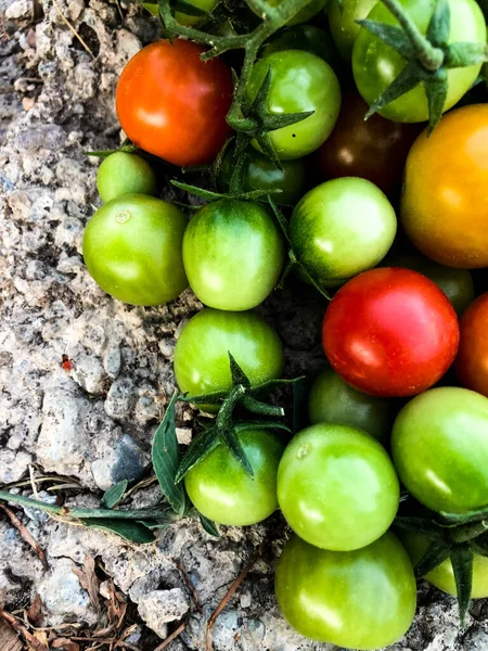 Fresh Colorful Cherry Tomatoes Raw Food Vegetable Concept Red Green — ストック写真