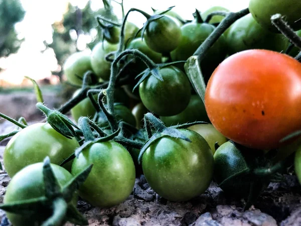 Fresh Colorful Cherry Tomatoes Raw Food Vegetable Concept Red Green — стоковое фото