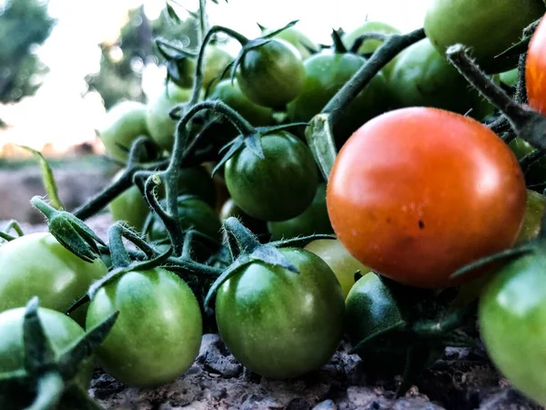 Świeże Kolorowe Pomidory Wiśniowe Surowe Jedzenie Koncepcja Warzyw Pomidory Wiśniowe — Zdjęcie stockowe
