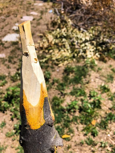 Handmade Rustic Wooden Spear Nature — Photo