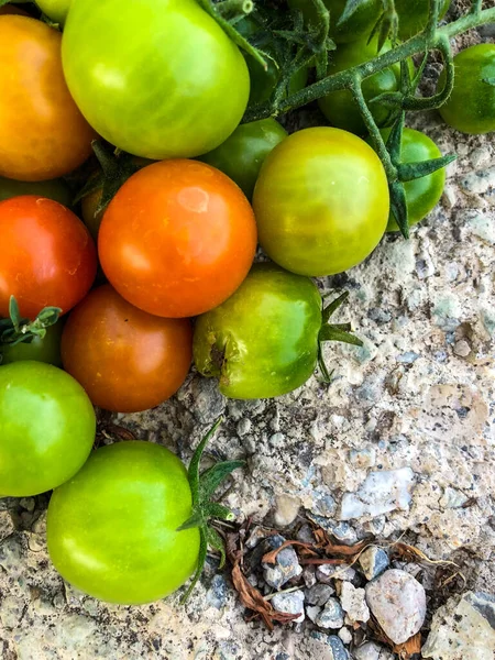 Fresh Colorful Cherry Tomatoes Raw Food Vegetable Concept Red Green — Stok fotoğraf