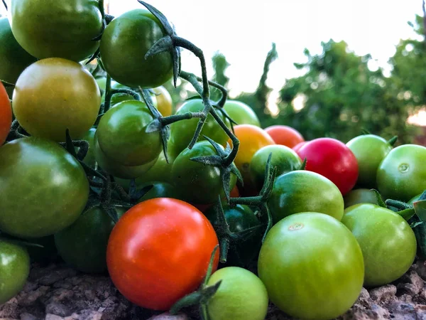 Fresh Colorful Cherry Tomatoes Raw Food Vegetable Concept Red Green — 스톡 사진