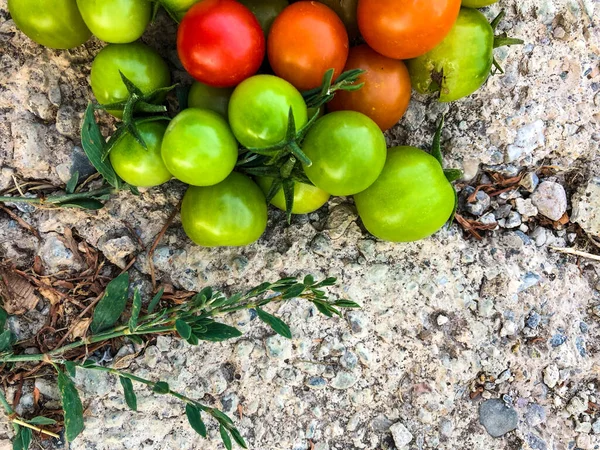 Fresh Colorful Cherry Tomatoes Raw Food Vegetable Concept Red Green — Stock Photo, Image