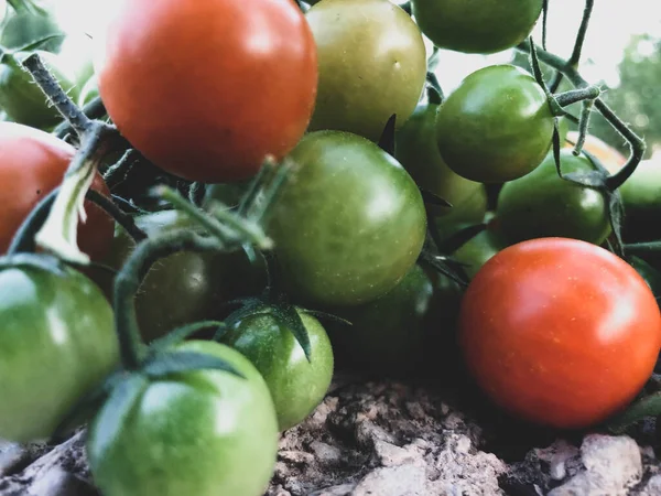 Frische Bunte Kirschtomaten Rohkost Und Gemüsekonzept Rote Und Grüne Kirschtomaten — Stockfoto