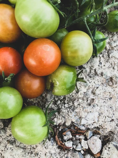 Fresh Colorful Cherry Tomatoes Raw Food Vegetable Concept Red Green — стоковое фото