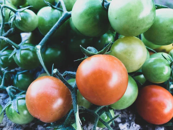 Verse Kleurrijke Kerstomaten Rauw Voedsel Groente Concept Rode Groene Kerstomaten — Stockfoto