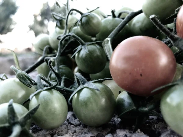 Fresh Colorful Cherry Tomatoes Raw Food Vegetable Concept Red Green — Stok fotoğraf