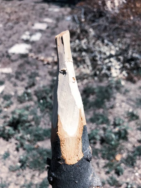 Ручної Роботи Сільський Дерев Яний Спис Природі — стокове фото