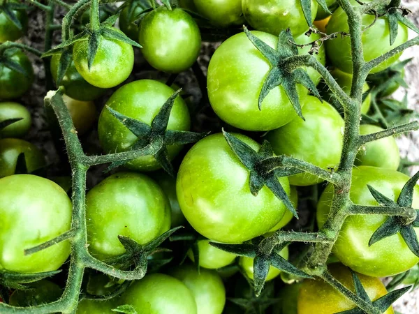 Verse Kleurrijke Kerstomaten Rauw Voedsel Groente Concept Rode Groene Kerstomaten Rechtenvrije Stockfoto's