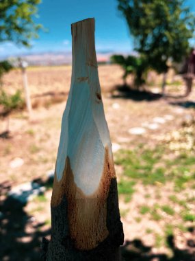 Doğada el yapımı ahşap mızrak.