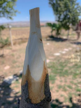 Doğada el yapımı ahşap mızrak.