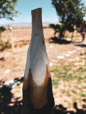 Doğada el yapımı ahşap mızrak.