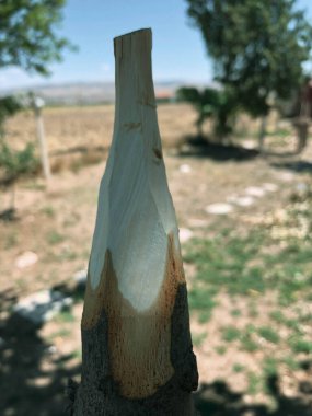 Doğada el yapımı ahşap mızrak.