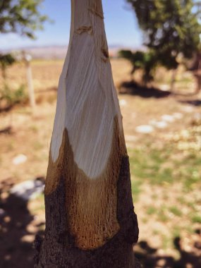 Doğada el yapımı ahşap mızrak.