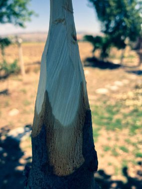 Doğada el yapımı ahşap mızrak.